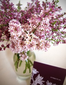 lilacs lilacs